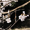 春の奥明日香「桜」
